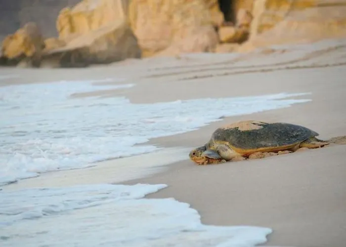 Seeing Turtles At Ras Al Jinz Hospitality