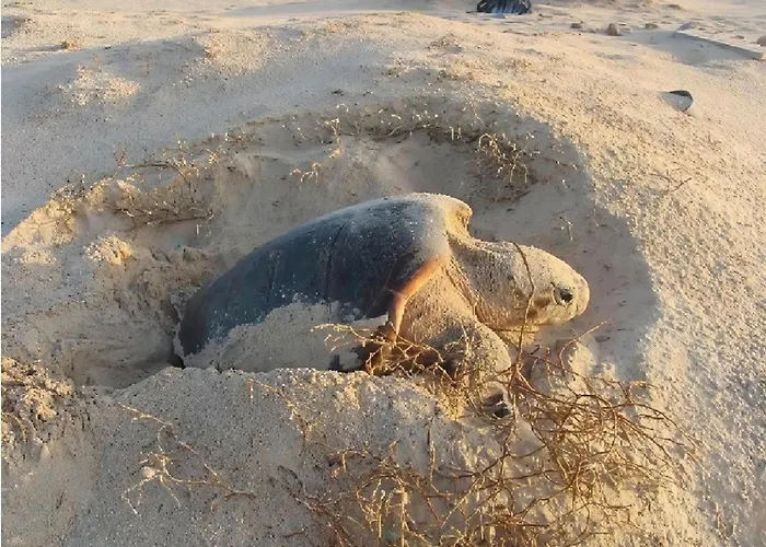 Turtle Guest House