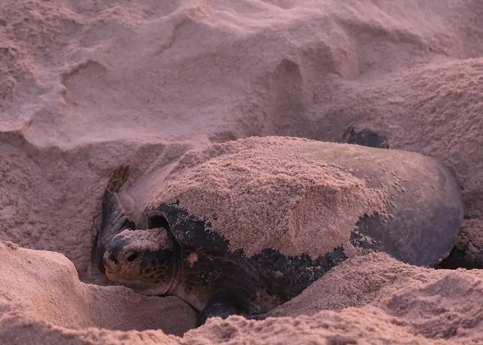 Sea Turtles Guest House #2 Ras Al Hadd
